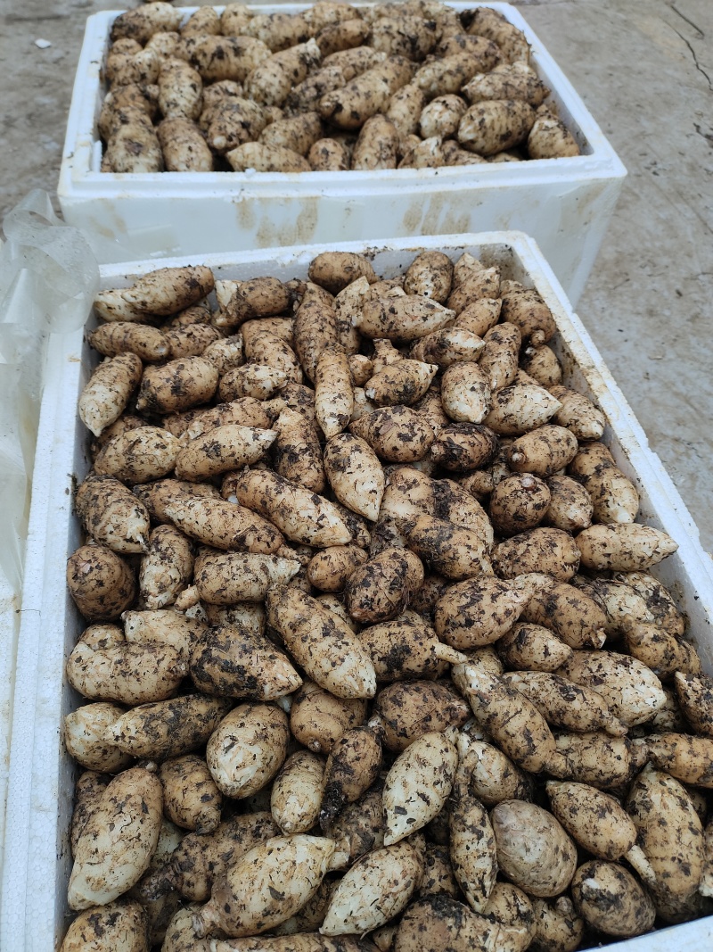 云南昭通新鲜现挖，小草坝乌天麻现货现发