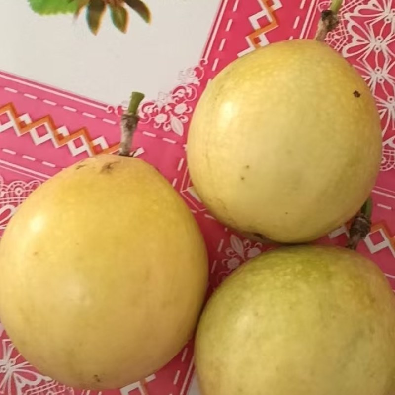 大量185百0667香果