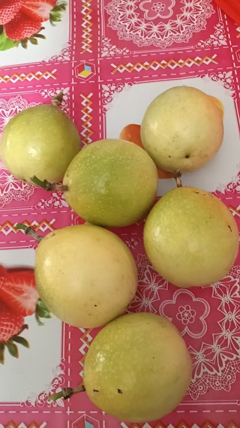 大量185百0667香果