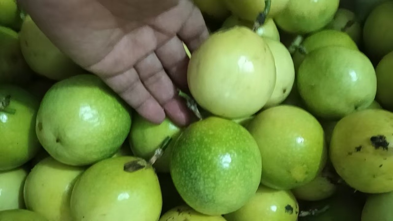 大量185百0667香果