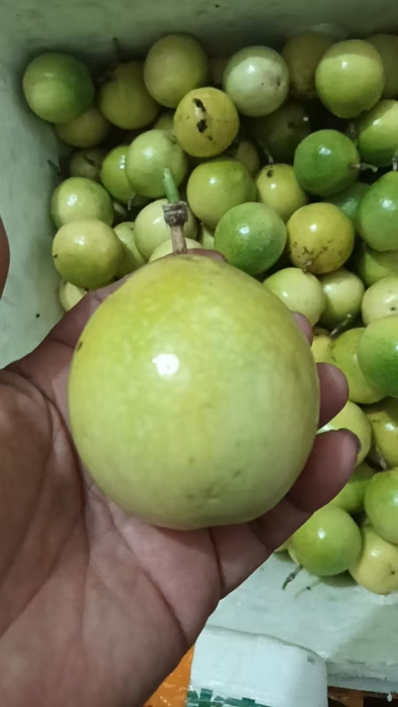 大量185百0667香果