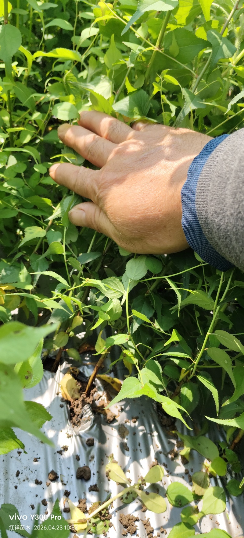 青梅苗酸梅苗青梅实生苗酸梅实生苗