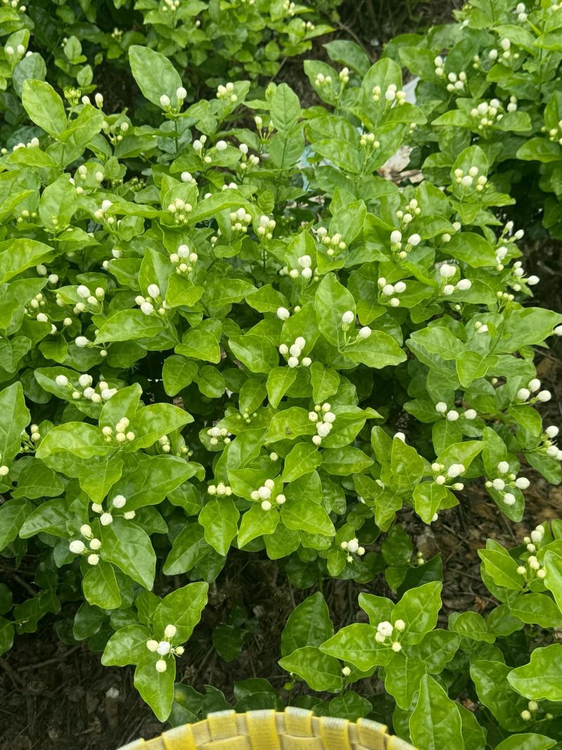 茉莉花干