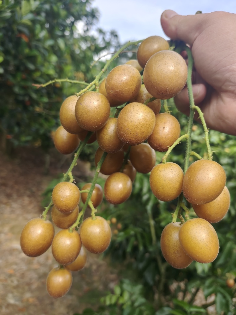 浦北县黑金刚黄皮。