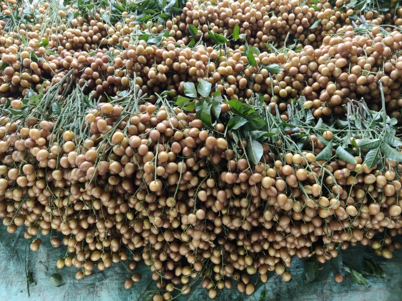 浦北县黑金刚黄皮。