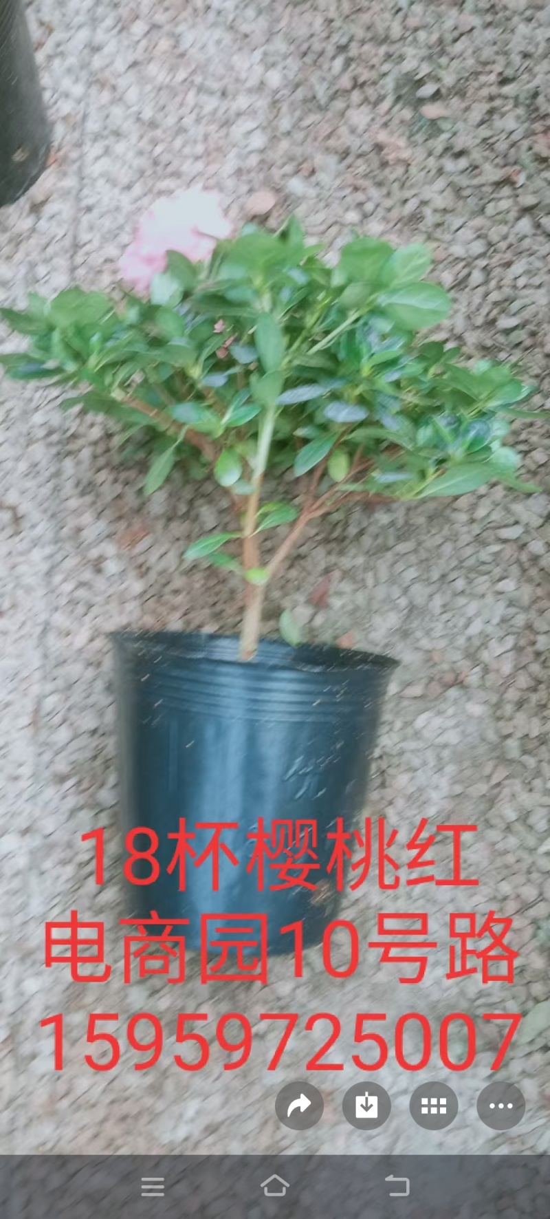 18杯樱桃红