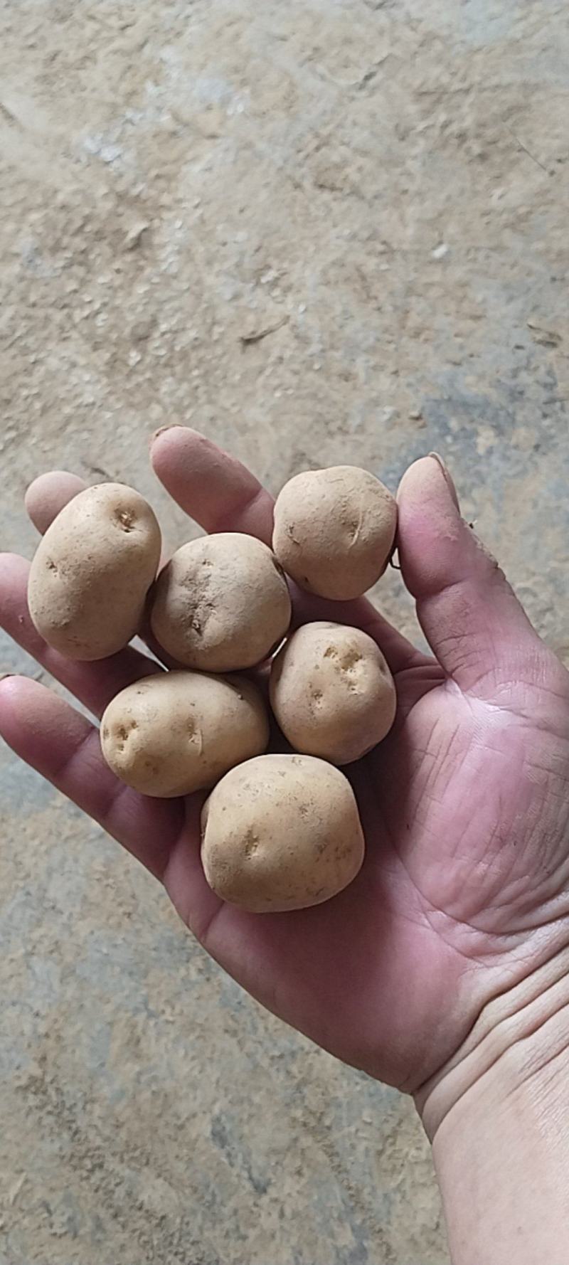 马尔科土豆，软糯香甜
