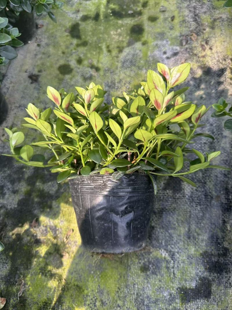 140黑杯金鱼花
