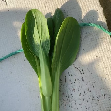 北京精品油菜苔