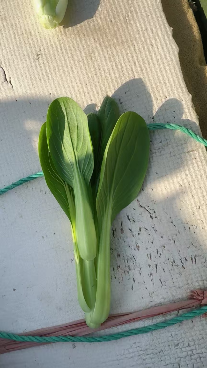 北京精品油菜苔
