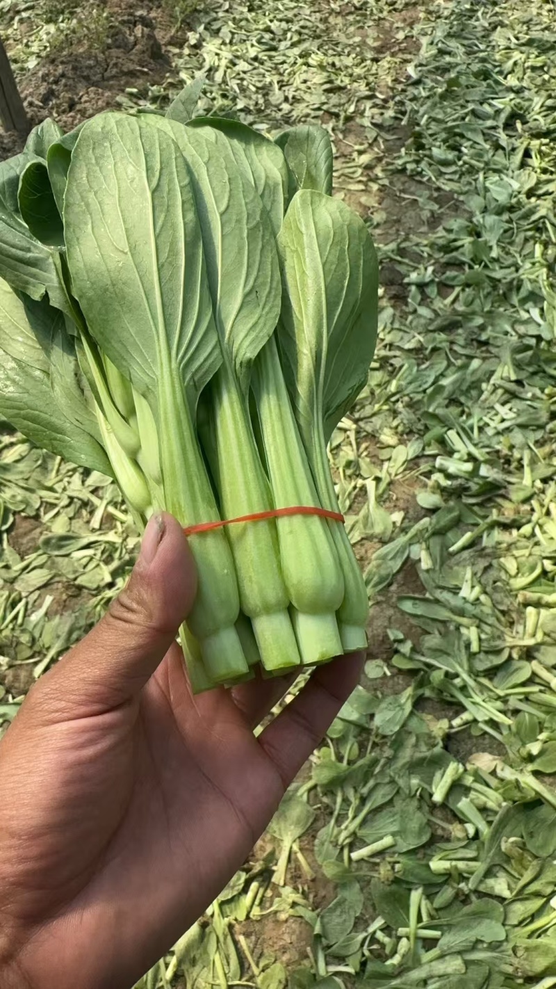 北京精品油菜苔
