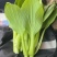 北京精品油菜苔