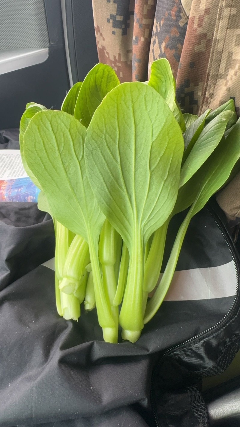 北京精品油菜苔