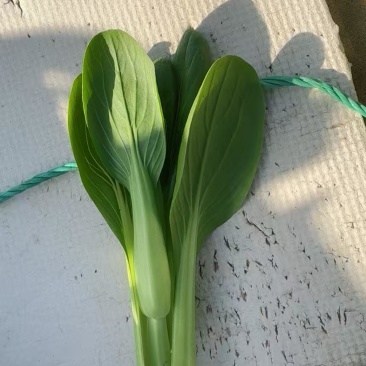 油菜苔