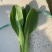 油菜苔