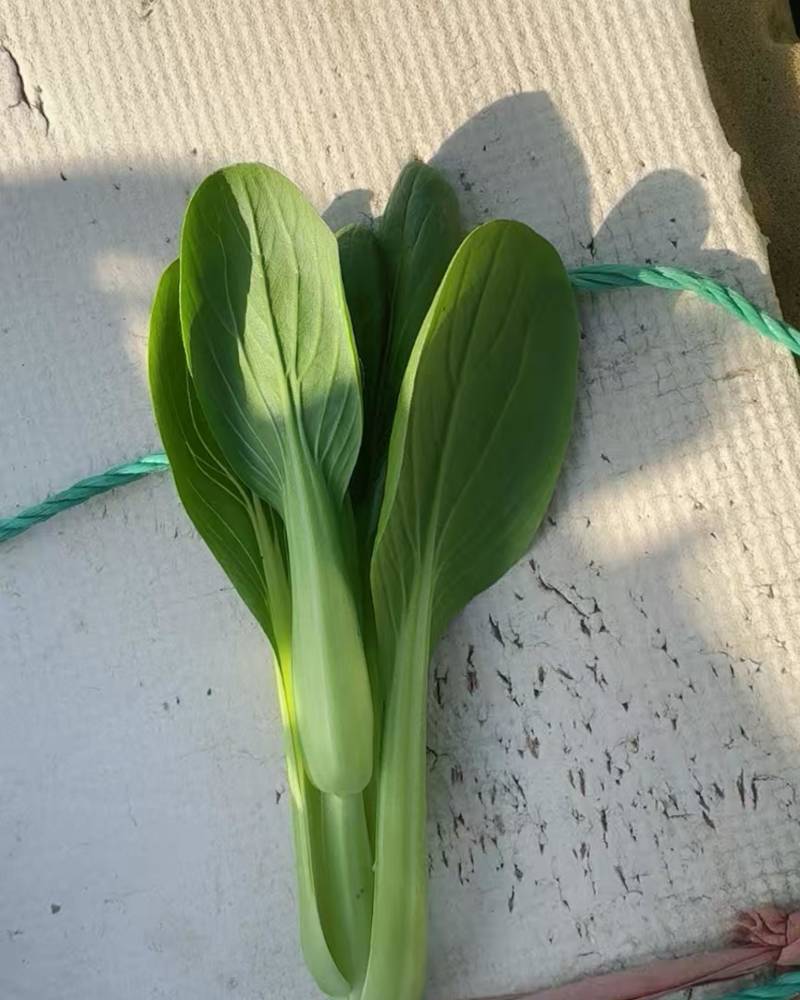 油菜苔