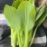 油菜苔