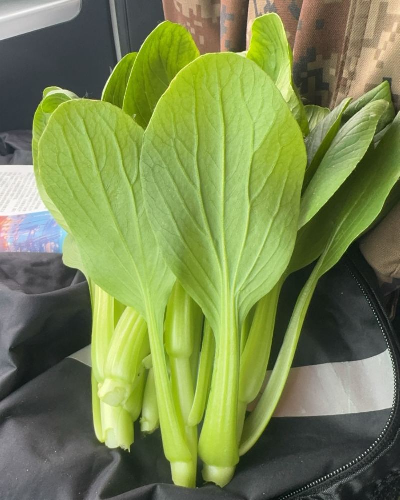 油菜苔