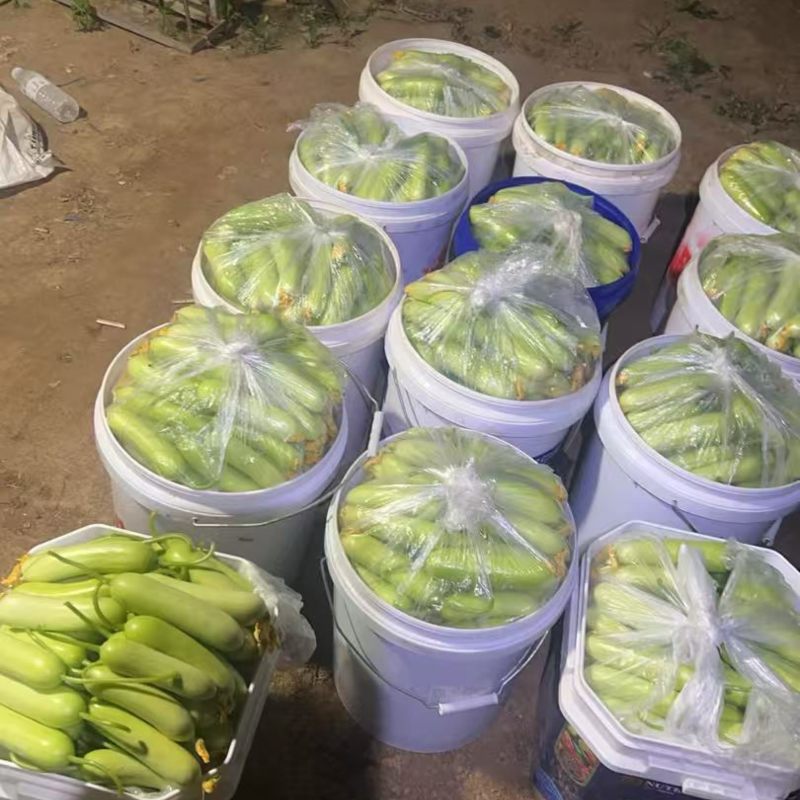 自家奶油黄瓜每天新鲜采摘