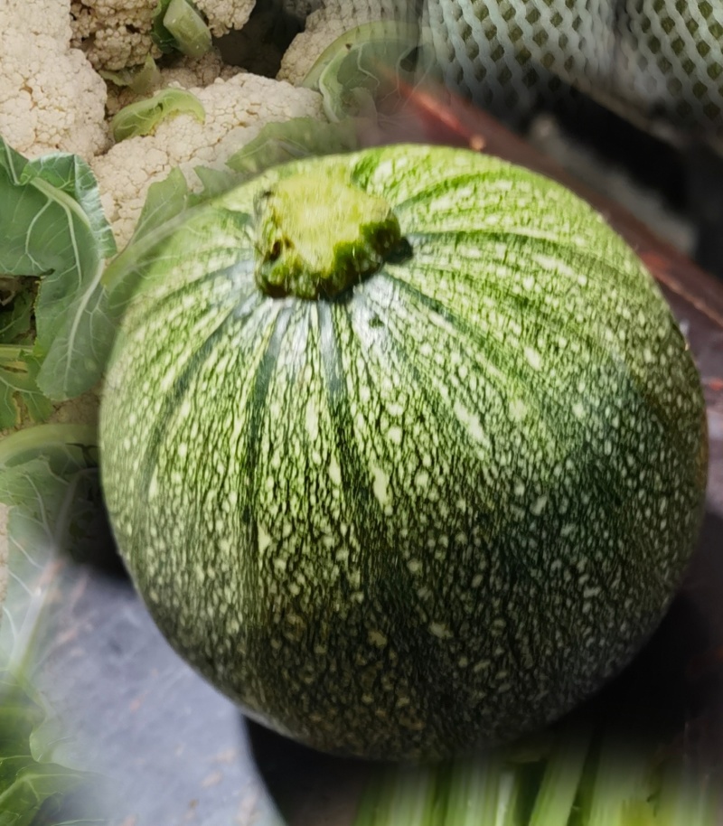 精品圆葫芦，绿皮圆葫芦，圆瓜产地一手货源代发全国