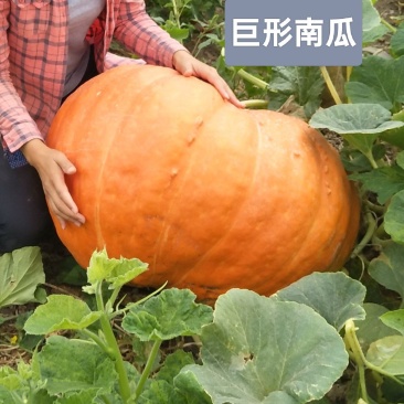 巨形南瓜大果形观赏南瓜品种，果形超大，农场园区特色种植