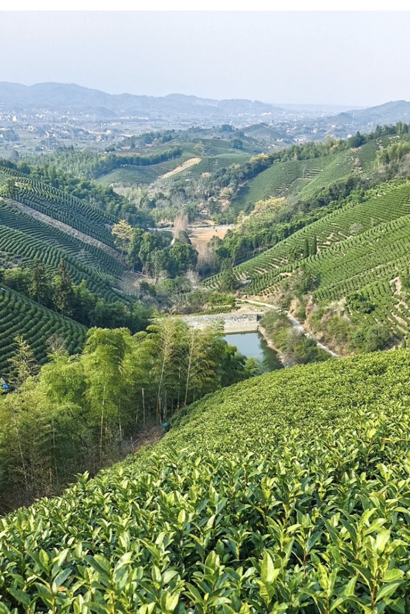 沁欣铭·正宗安吉白茶高山绿茶2026年新茶礼盒装自己喝