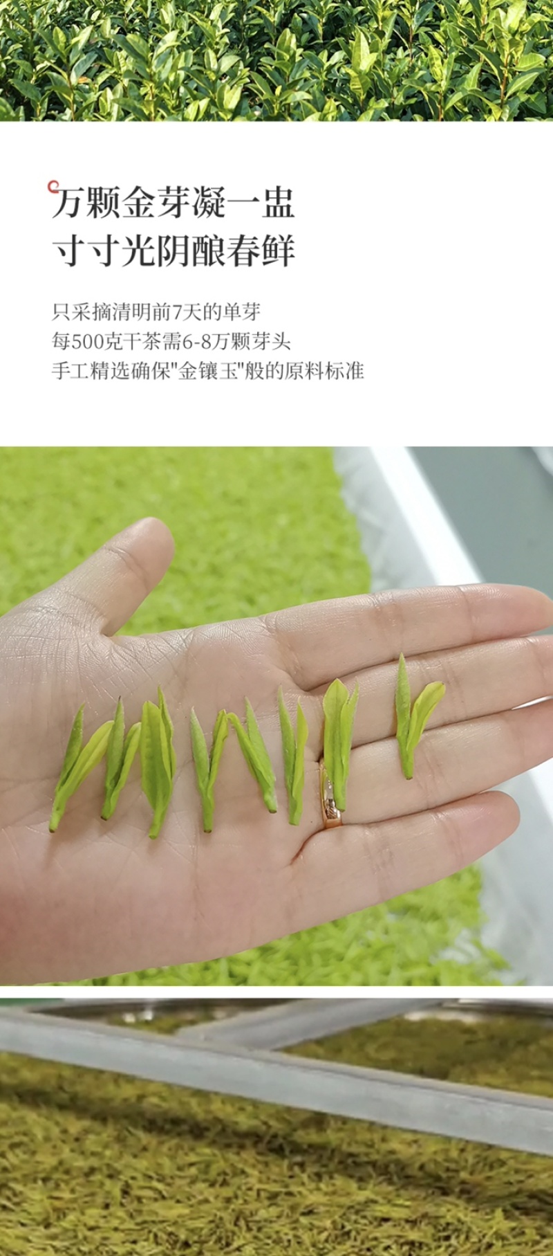 沁欣铭·正宗安吉白茶高山绿茶2026年新茶礼盒装自己喝