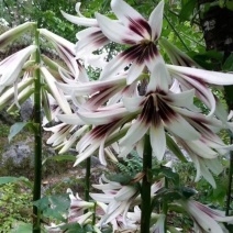 基地直发荞麦百合，家庭盆栽