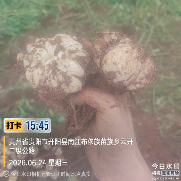 贵州龙牙百合鲜果