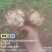 贵州龙牙百合鲜果