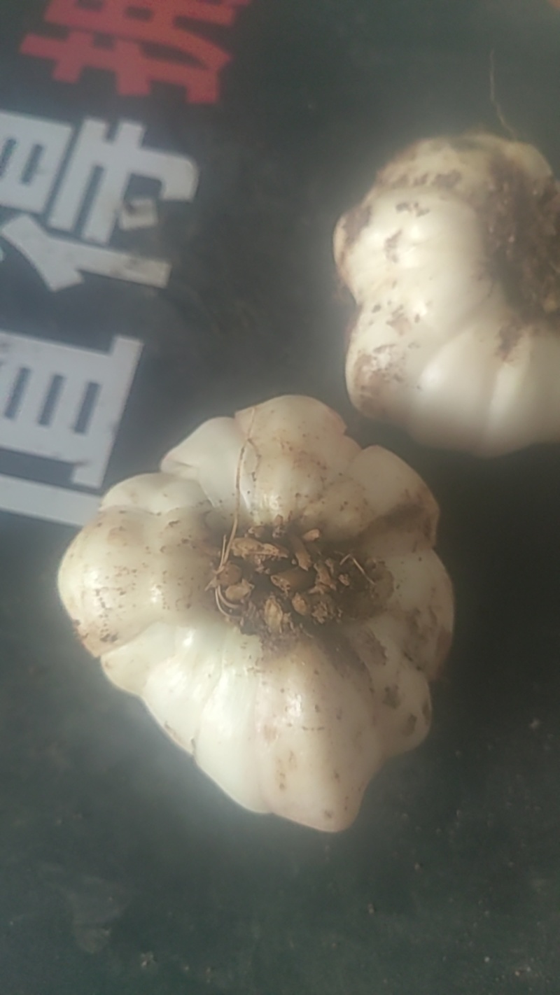 贵州龙牙百合鲜果