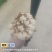 贵州龙牙百合鲜果