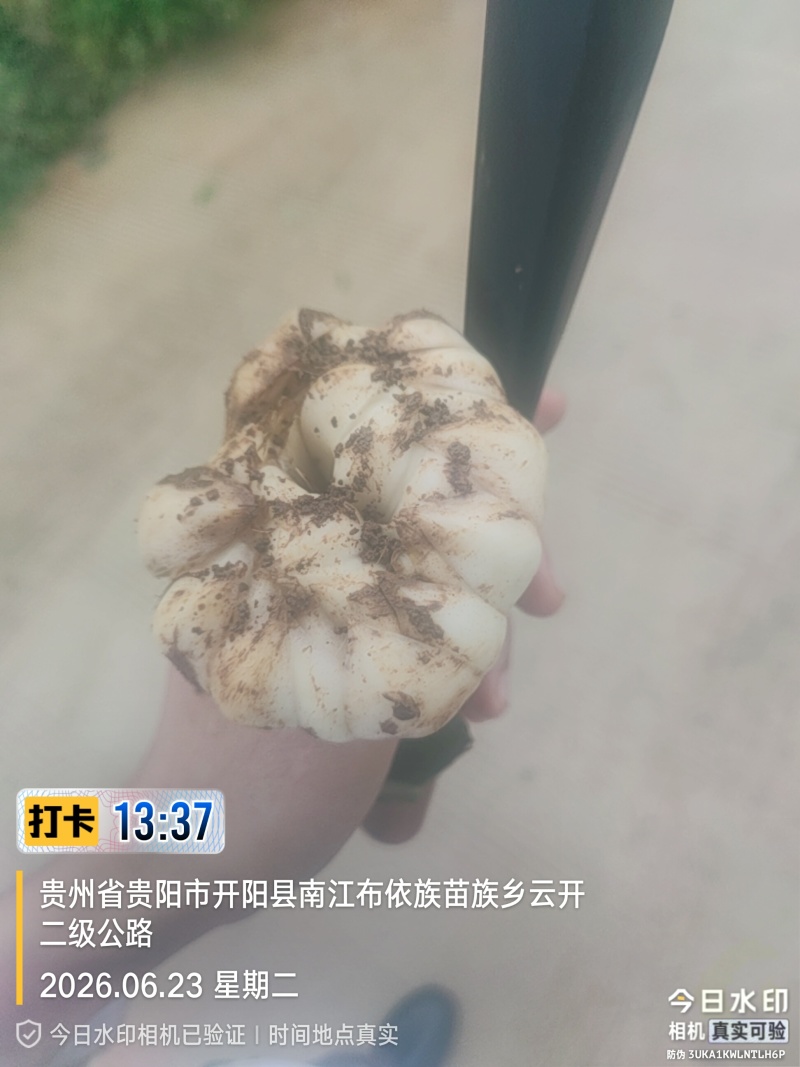 贵州龙牙百合鲜果