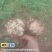 贵州龙牙百合鲜果