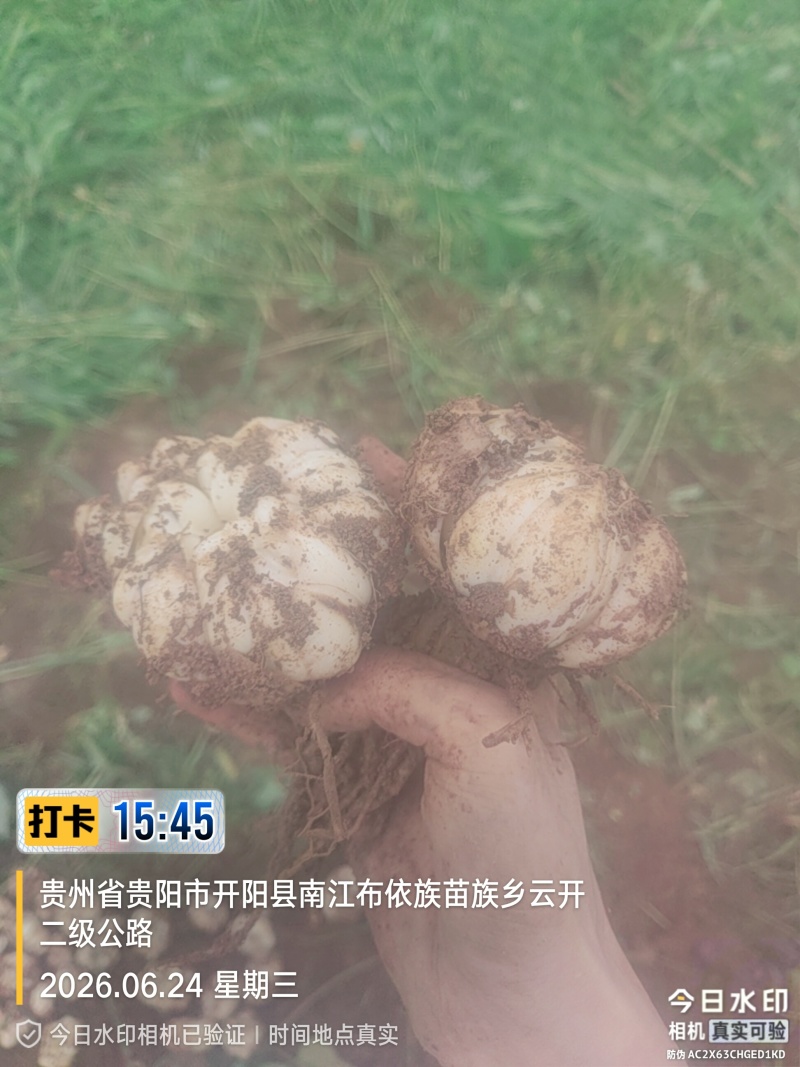 贵州龙牙百合鲜果