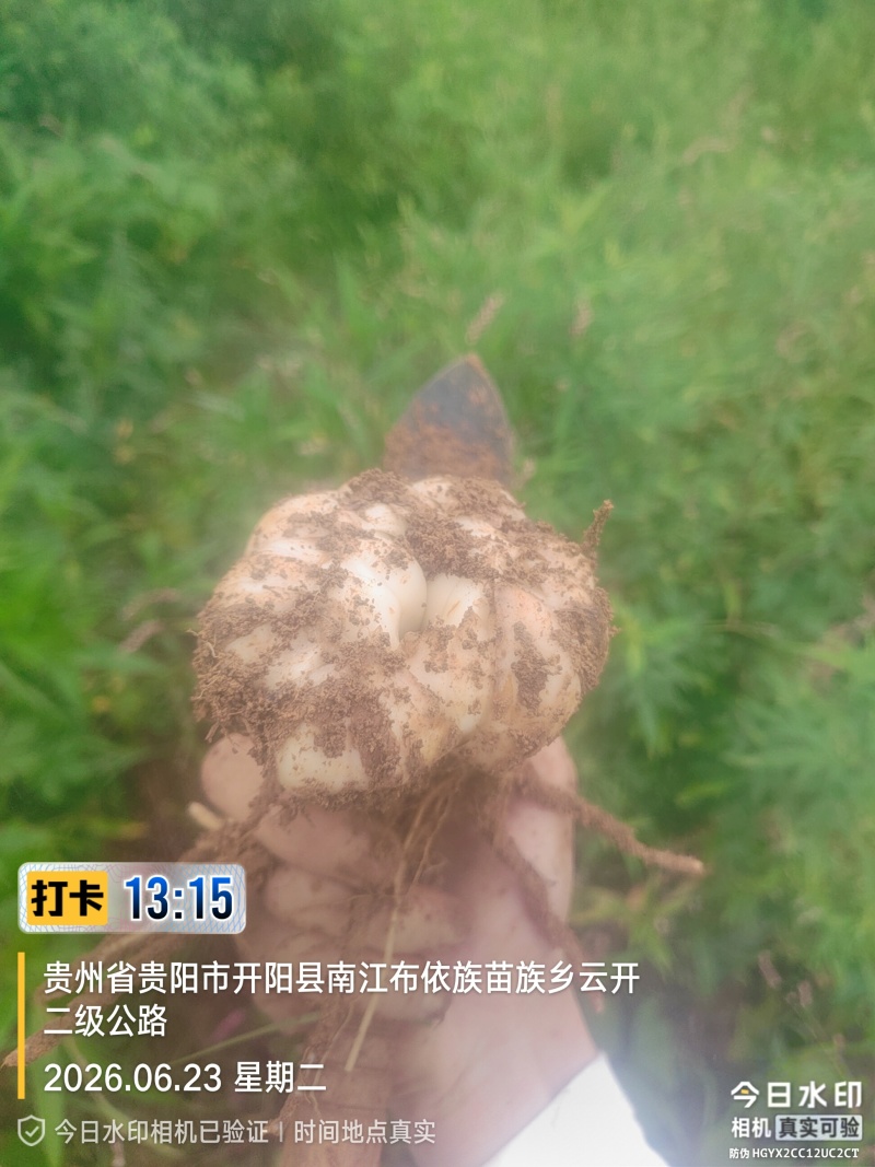贵州龙牙百合鲜果