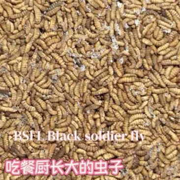黑水虻鲜虫冻虫，虫粉