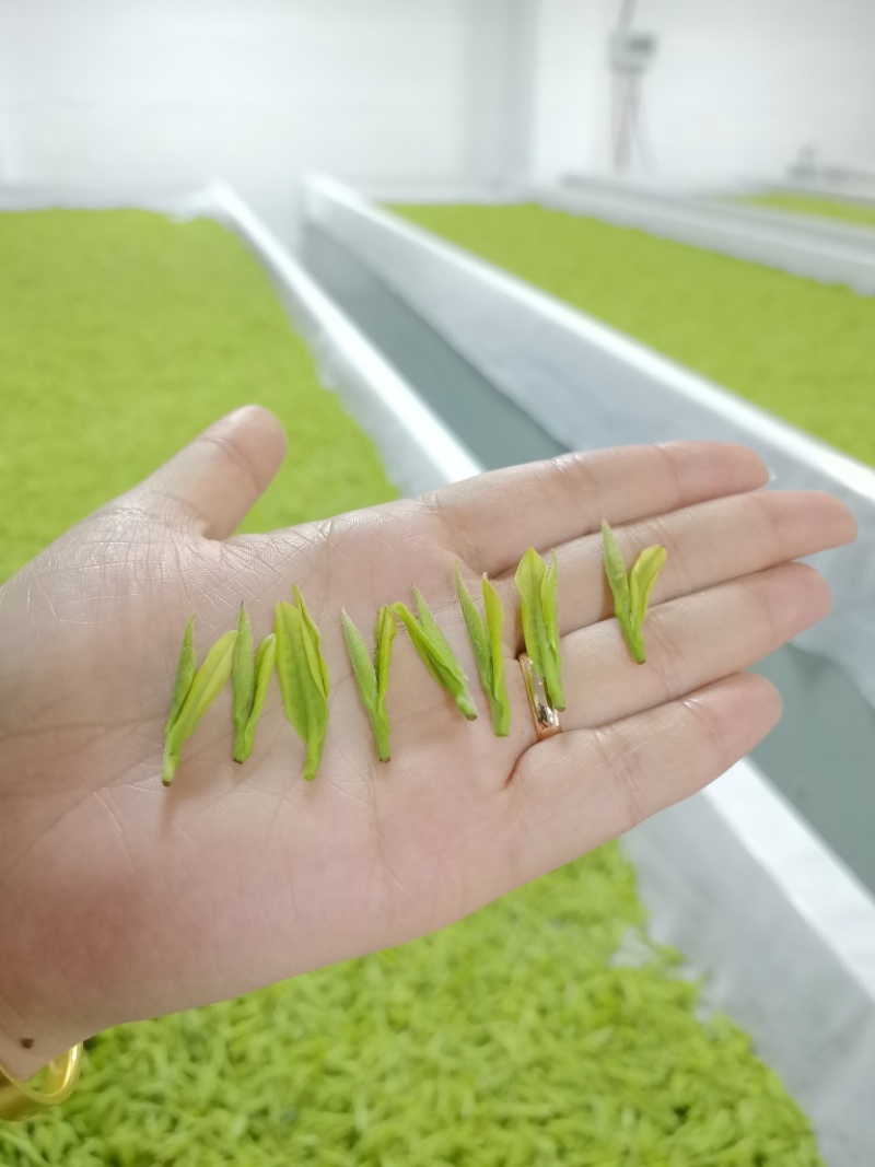 安吉**白茶2026年新茶沁欣铭正宗明前特级春茶