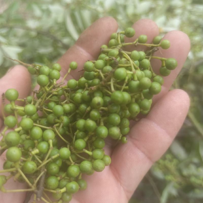 广西木姜子新鲜提炼山苍籽精油