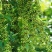 广西木姜子新鲜提炼山苍籽精油