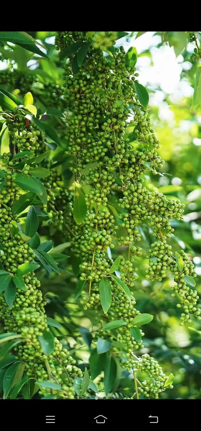 广西木姜子新鲜提炼山苍籽精油