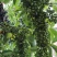 广西木姜子新鲜提炼山苍籽精油