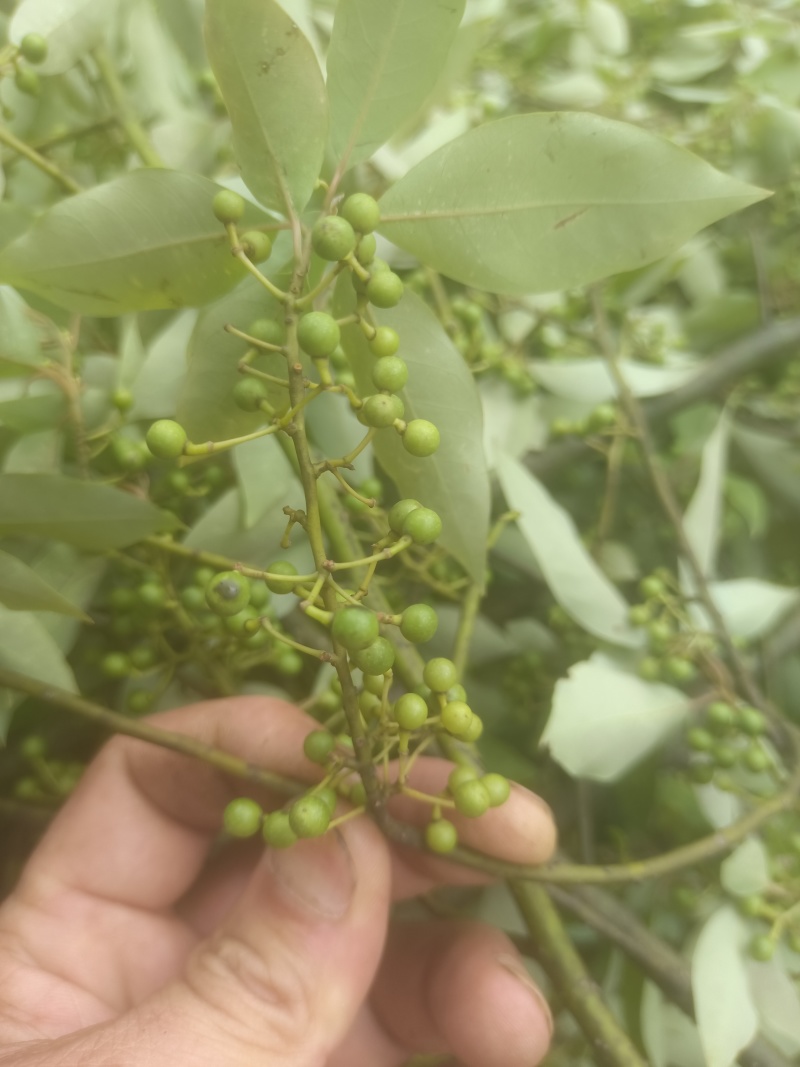 广西木姜子新鲜提炼山苍籽精油