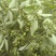 广西木姜子新鲜提炼山苍籽精油