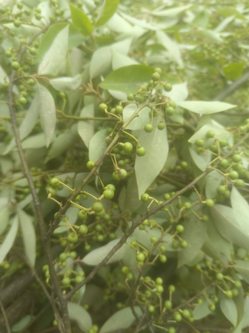 广西木姜子新鲜提炼山苍籽精油