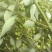 广西木姜子新鲜提炼山苍籽精油