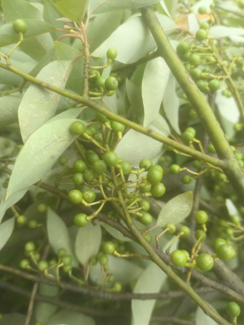 广西木姜子新鲜提炼山苍籽精油