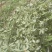 广西木姜子新鲜提炼山苍籽精油