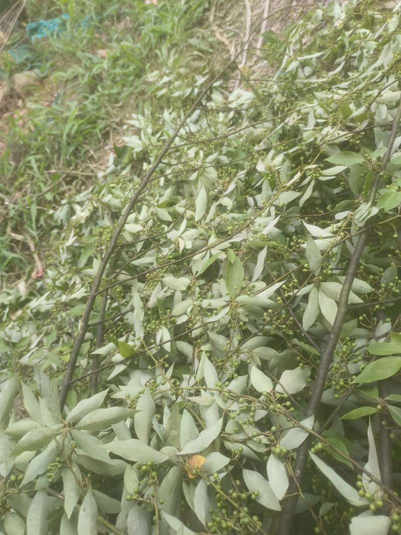 广西木姜子新鲜提炼山苍籽精油