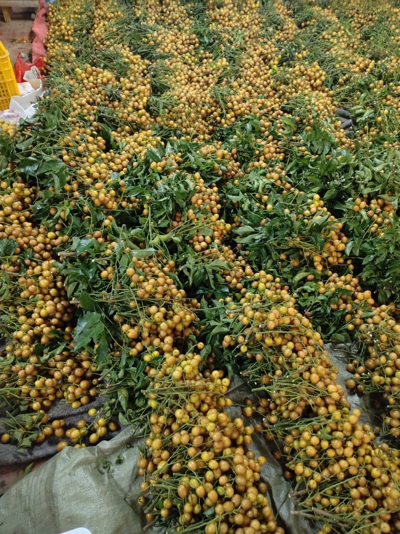 黑金刚黄皮果